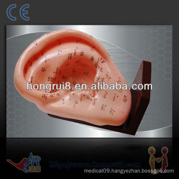 ISO 22CM Ear acupuncture model,acupuncture ear